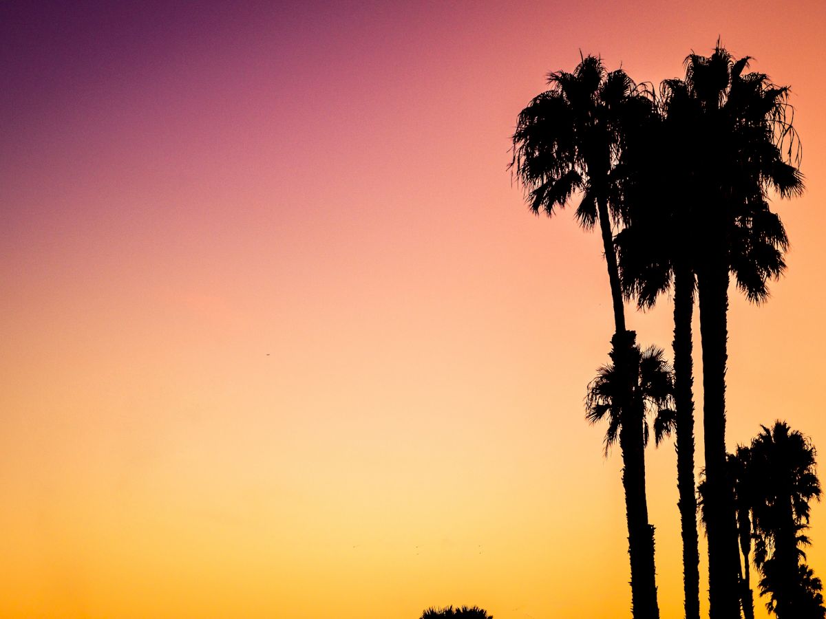 The image shows tall palm trees silhouetted against a vibrant, multicolored sunset sky that ranges from purple at the top to orange at the horizon.