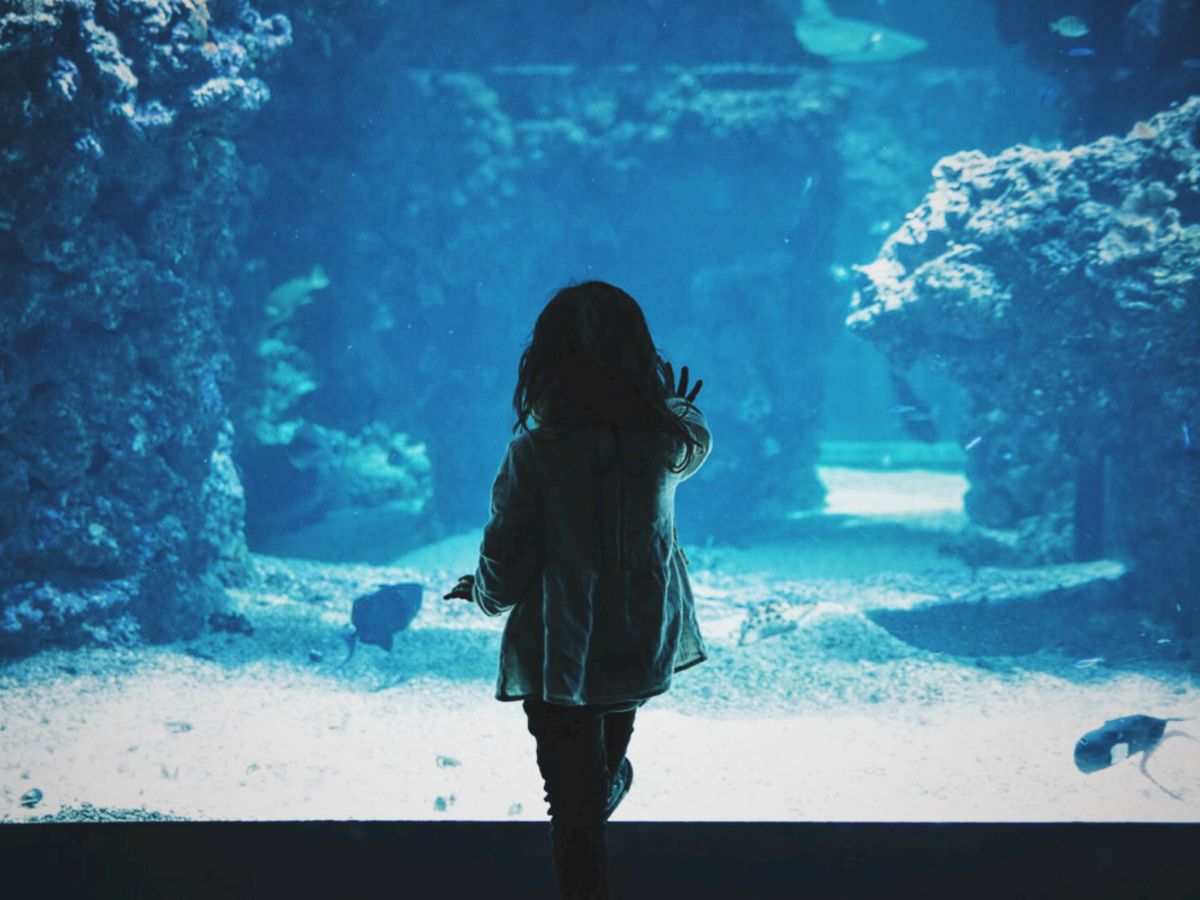 A child is standing in front of a large aquarium tank, reaching out towards it, with fish and coral visible in the background.