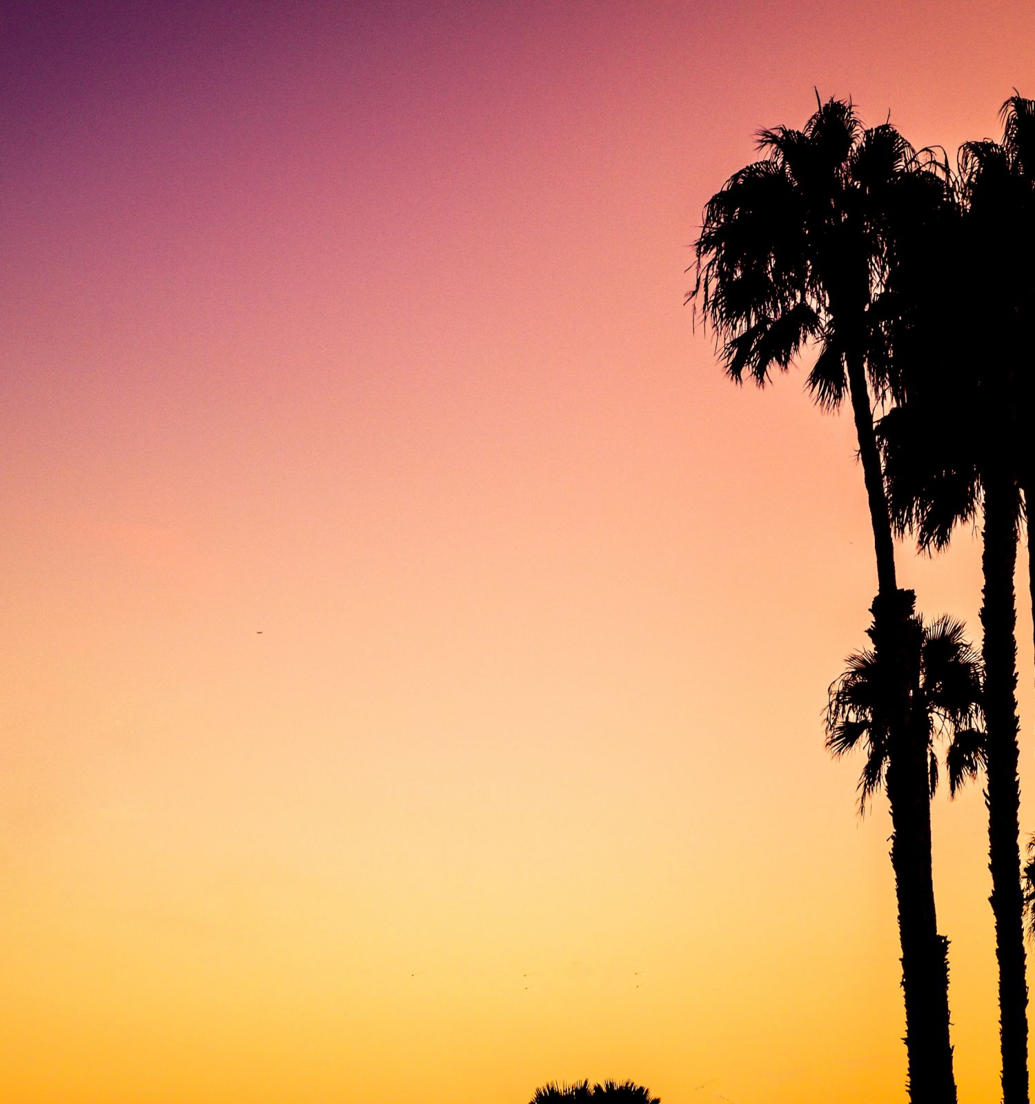 The image features tall palm trees silhouetted against a vibrant sunset, with a gradient sky transitioning from orange to purple.